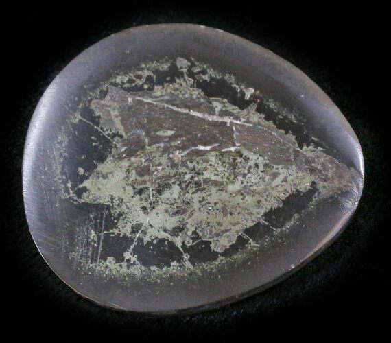 Polished Fish Coprolite (Fossil Poo) - Scotland #24542